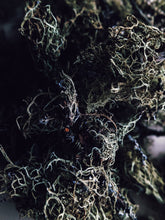 Load image into Gallery viewer, Coven. natural perfume. peppery herbs, incense, moss, tonka, osmanthus. April 2023