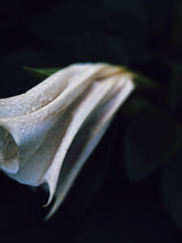 Load image into Gallery viewer, Southern Gothic. enfleurage perfume. florid, haunted. October 2023
