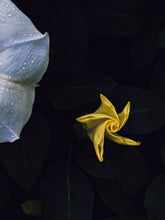 Load image into Gallery viewer, Aries Moon ♈︎ natural perfume. bitter almond, apricot, plumeria, vanilla supercritical, piñon. September 2023