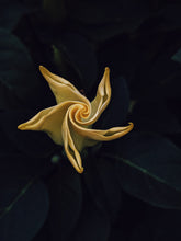Load image into Gallery viewer, Aries Moon ♈︎ natural perfume. bitter almond, apricot, plumeria, vanilla supercritical, piñon. September 2023