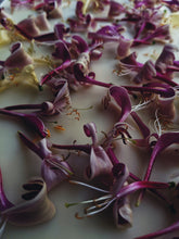 Load image into Gallery viewer, Azure. natural perfume. night-blooming garden after the last sliver of sunlight. May 2023