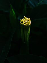 Load image into Gallery viewer, Infinite. natural perfume. petrichor, jungle undergrowth, baked earth, storm dust. July 2022