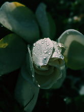 Load image into Gallery viewer, Gardenia, Wild Poplar Bud and Bushman Candle Enfleurage.