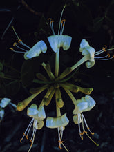 Load image into Gallery viewer, Southern Gothic. enfleurage perfume. florid, haunted. October 2023
