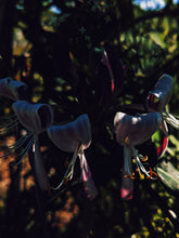 Load image into Gallery viewer, Southern Gothic. enfleurage perfume. florid, haunted. October 2023
