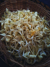 Load image into Gallery viewer, Southern Gothic. enfleurage perfume. florid, haunted. October 2023