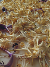 Load image into Gallery viewer, Southern Gothic. enfleurage perfume. florid, haunted. October 2023