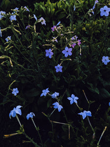 Azure. natural perfume. night-blooming garden after the last sliver of sunlight. May 2023