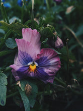 Load image into Gallery viewer, Velvet. natural perfume. nap of dark crushed velvet petals, iris ink. November 2022