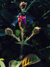 Load image into Gallery viewer, Briar Rose. natural perfume. rose thorn honey. honey blossom rose. orange honeysuckle. June 2025