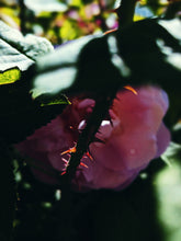 Load image into Gallery viewer, Briar Rose. natural perfume. rose thorn honey. honey blossom rose. orange honeysuckle. June 2025