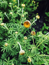 Load image into Gallery viewer, 3 Beggars. natural perfume. eden, sweet waxen blossoms, ambrosia. July 2025