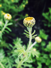 Load image into Gallery viewer, 3 Beggars. natural perfume. eden, sweet waxen blossoms, ambrosia. July 2025