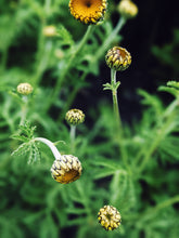 Load image into Gallery viewer, 3 Beggars. natural perfume. eden, sweet waxen blossoms, ambrosia. July 2025