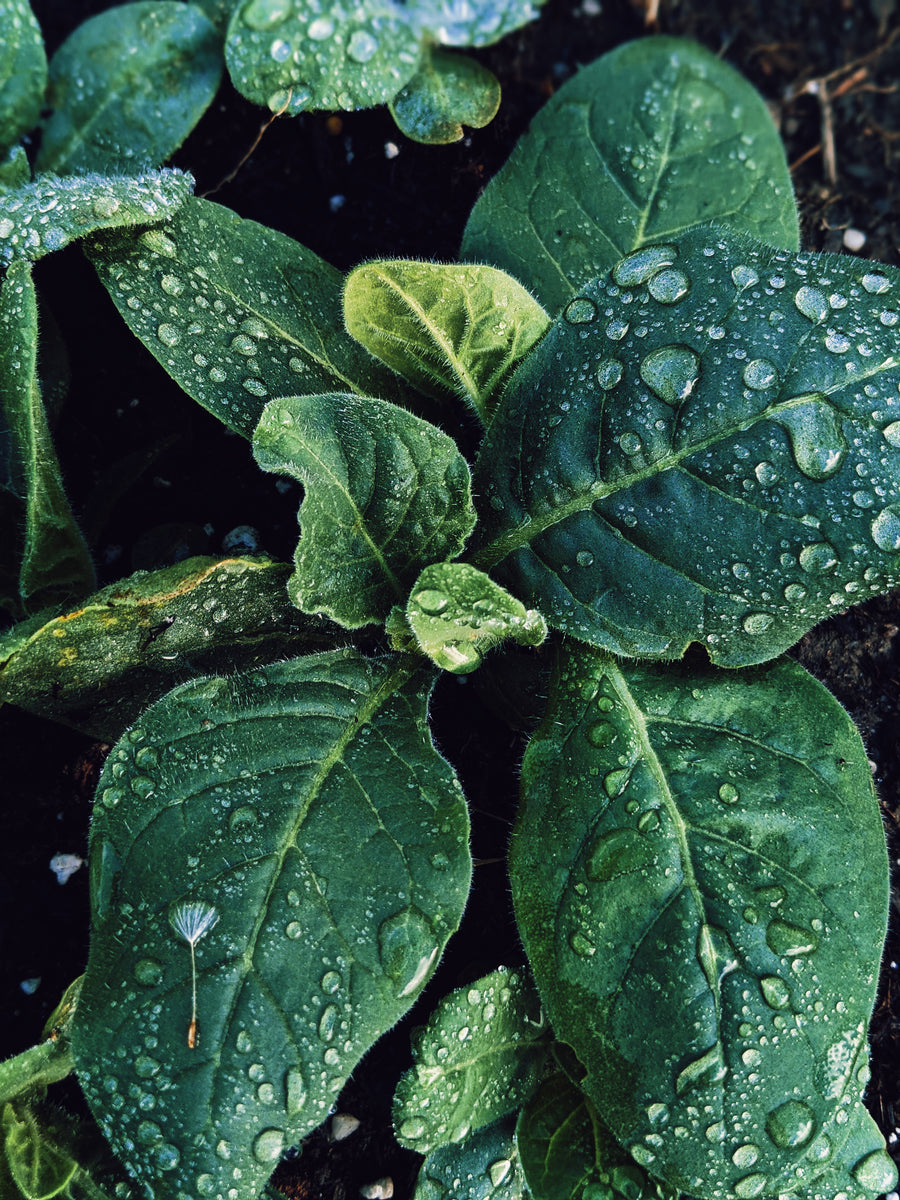 Botanical Musk. Natural perfume fixative. Musk base notes. Plantbased