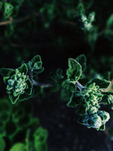 Load image into Gallery viewer, Hecate. natural perfume. heady, powerful smoke, herbs, amber, cedar. December 2024