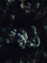 Load image into Gallery viewer, Hecate. natural perfume. heady, powerful smoke, herbs, amber, cedar. December 2024