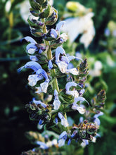 Load image into Gallery viewer, Huntress. natural perfume. wild herb garden, giant trees, green woods, wet earth. June 2023
