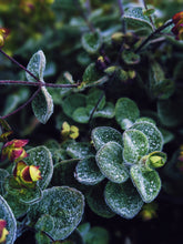 Load image into Gallery viewer, Cancer ♋︎ natural perfume. oceanic, herbaceous, grassy, powdery. botanical zodiac fragrance. July 2021