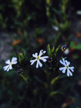 Load image into Gallery viewer, Caramel Phlox. Natural perfume from homemade tinctures of 12 unique cultivars of summer phlox. July 2020