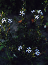 Load image into Gallery viewer, Caramel Phlox. Natural perfume from homemade tinctures of 12 unique cultivars of summer phlox. July 2020