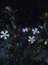Load image into Gallery viewer, Caramel Phlox. Natural perfume from homemade tinctures of 12 unique cultivars of summer phlox. July 2020