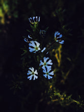 Load image into Gallery viewer, Caramel Phlox. Natural perfume from homemade tinctures of 12 unique cultivars of summer phlox. July 2020