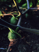 Load image into Gallery viewer, Jungle. enfleurage perfume. humidity makes the vines sweat. July 2023