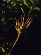 Load image into Gallery viewer, Ends of the Earth. natural perfume. scented geranium soliflore. July 2020