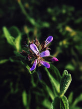 Load image into Gallery viewer, Ends of the Earth. natural perfume. scented geranium soliflore. July 2020