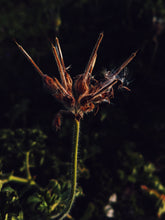 Load image into Gallery viewer, Ends of the Earth. natural perfume. scented geranium soliflore. July 2020