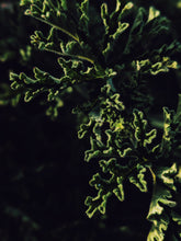 Load image into Gallery viewer, Ends of the Earth. natural perfume. scented geranium soliflore. July 2020