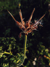 Load image into Gallery viewer, Ends of the Earth. natural perfume. scented geranium soliflore. July 2020
