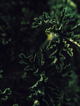 Load image into Gallery viewer, Ends of the Earth. natural perfume. scented geranium soliflore. July 2020