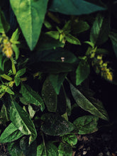 Load image into Gallery viewer, Earthy. Natural perfume fixative. Earthy base notes.