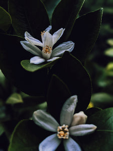 Flower Eater. natural perfume. prickly pear honey, henna, orange blossom, white lotus. July 2023