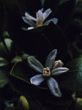 Load image into Gallery viewer, Fireflies. natural perfume. orange blossom, amber and white cedar magic. August 2023