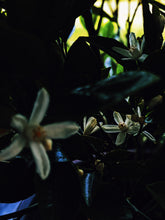 Load image into Gallery viewer, Fireflies. natural perfume. orange blossom, amber and white cedar magic. August 2023