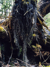 Load image into Gallery viewer, Feeding Hansel. Natural cologne. Solid botanical fragrance. Swamp cedar, muscatel, quaking aspen bud, blackberries, fire tea, henna, reishi. December 2022
