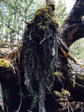Load image into Gallery viewer, Feeding Hansel. Natural cologne. Solid botanical fragrance. Swamp cedar, muscatel, quaking aspen bud, blackberries, fire tea, henna, reishi. December 2022