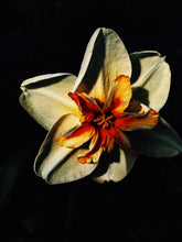 Load image into Gallery viewer, Freyja. enfleurage perfume. winter musk and flowers. woodland ointment. September 2022