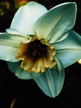 Load image into Gallery viewer, Freyja. enfleurage perfume. winter musk and flowers. woodland ointment. September 2022