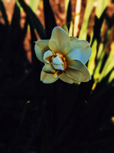 Load image into Gallery viewer, Freyja. enfleurage perfume. winter musk and flowers. woodland ointment. September 2022