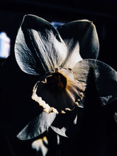 Load image into Gallery viewer, Freyja. enfleurage perfume. winter musk and flowers. woodland ointment. September 2022