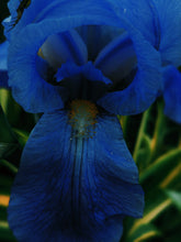 Load image into Gallery viewer, Freyja. enfleurage perfume. winter musk and flowers. woodland ointment. September 2022
