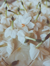 Load image into Gallery viewer, Freyja. enfleurage perfume. winter musk and flowers. woodland ointment. September 2022