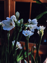 Load image into Gallery viewer, Freyja. enfleurage perfume. winter musk and flowers. woodland ointment. September 2022