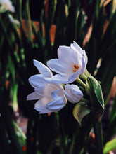 Load image into Gallery viewer, Freyja. enfleurage perfume. winter musk and flowers. woodland ointment. September 2022