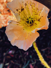 Load image into Gallery viewer, Poppy Tears. natural perfume. from handmade tinctures + extraits. November 2022