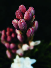 Load image into Gallery viewer, Hothouse. natural perfume. tuberose amber attack of the white floral flesh. July 2023